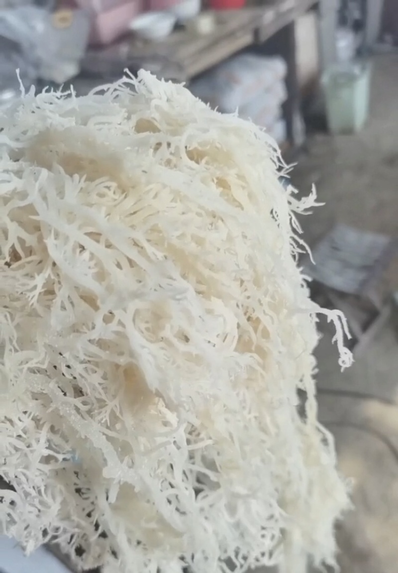 推荐精品龙须菜，口感好，厂家货源价优欢迎