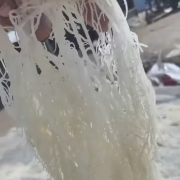 推荐精品龙须菜，口感好，厂家货源价优欢迎