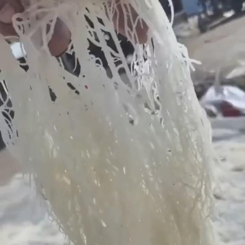 推荐精品龙须菜，口感好，厂家货源价优欢迎
