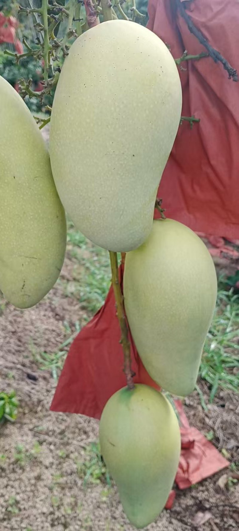 海南芒果-金煌芒产地直发大量上市对接电商商超社团平台