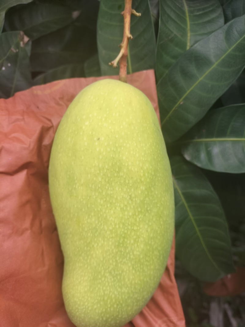 海南芒果-金煌芒产地直发大量上市对接电商商超社团平台