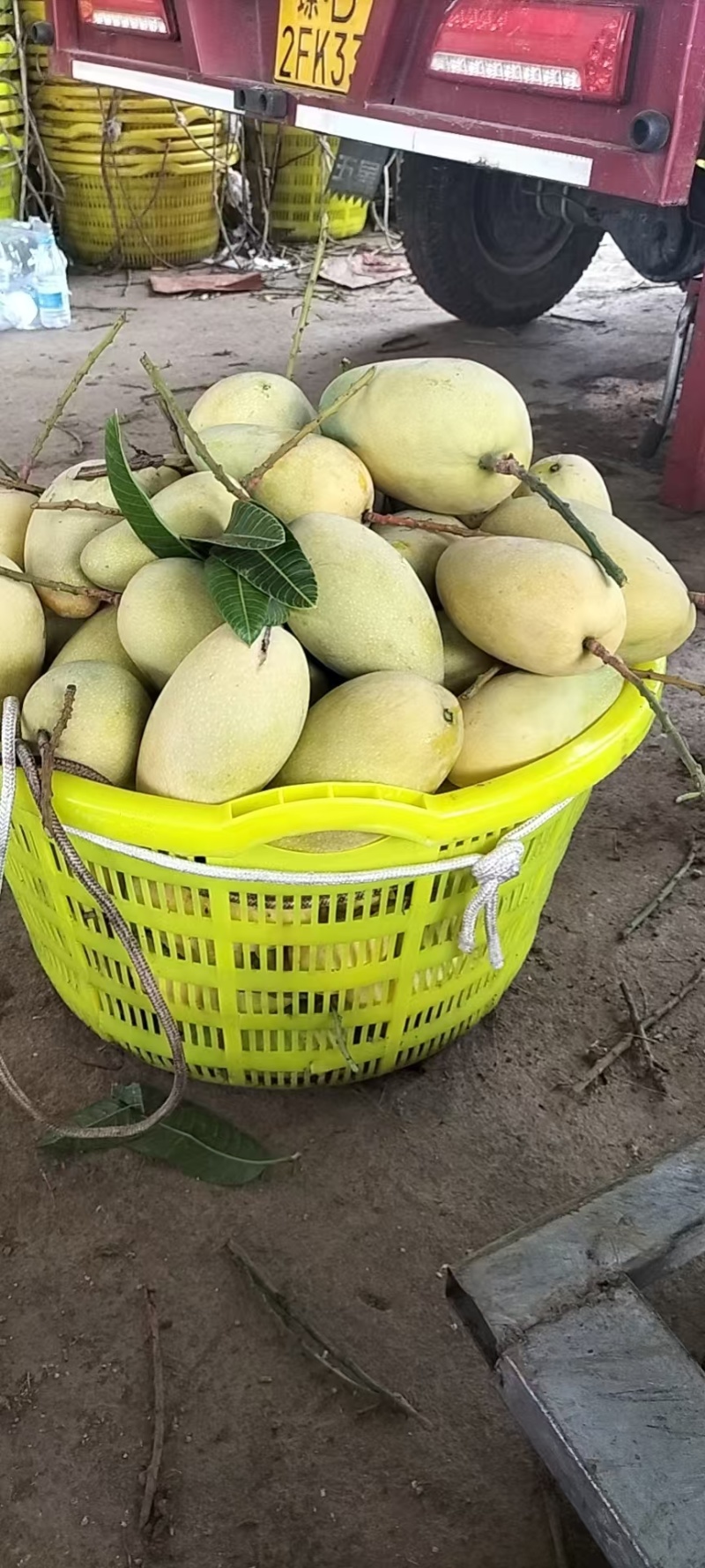 海南芒果-金煌芒产地直发大量上市对接电商商超社团平台