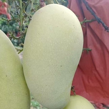 海南芒果-金煌芒产地直发大量上市对接电商商超社团平台
