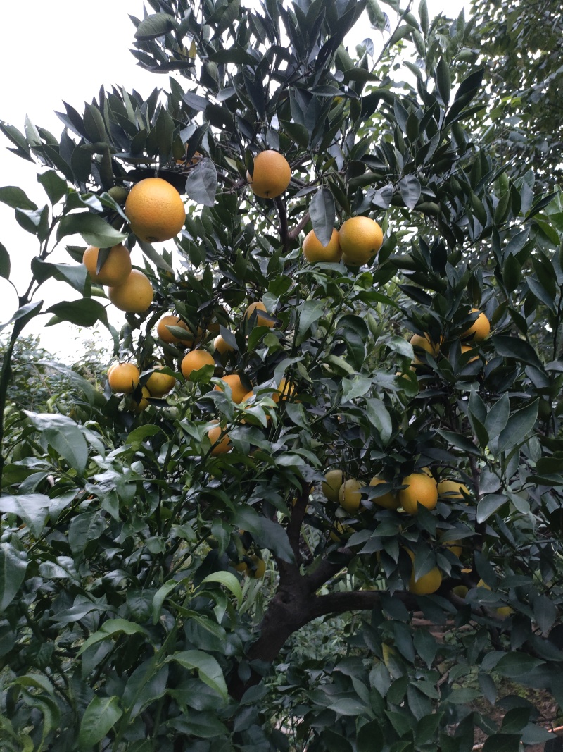 脐橙