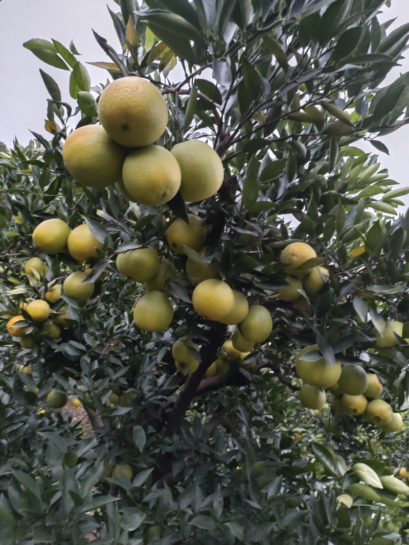 脐橙