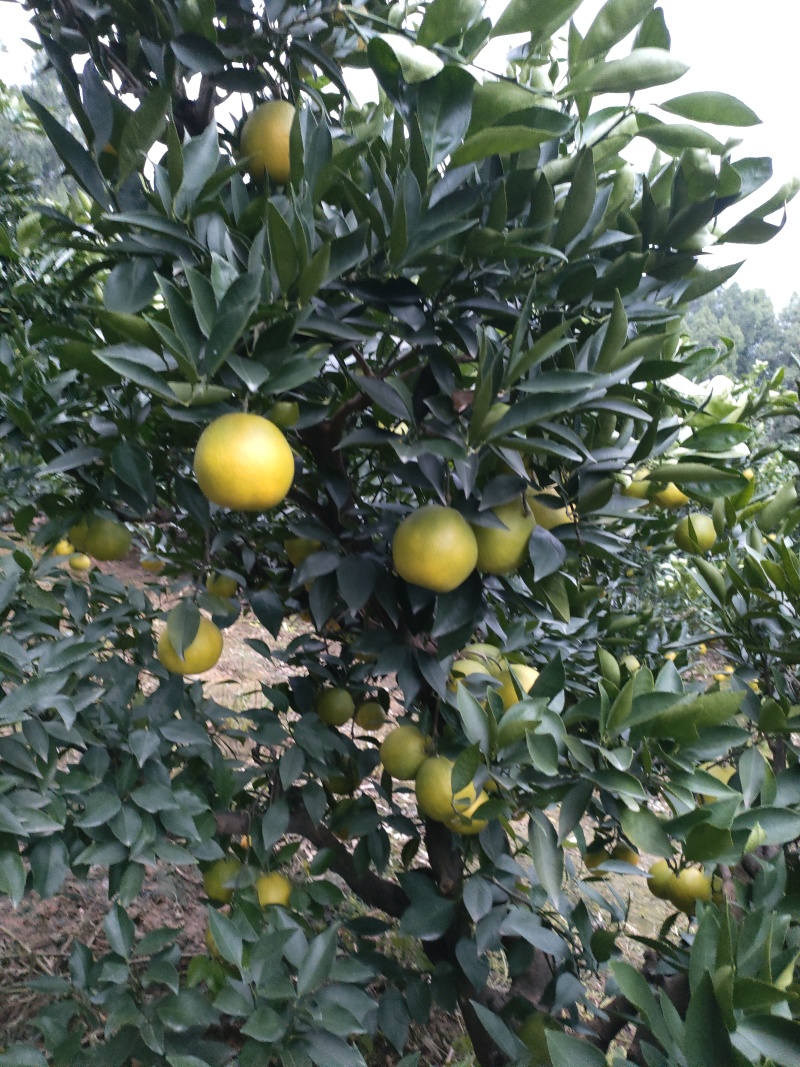 脐橙