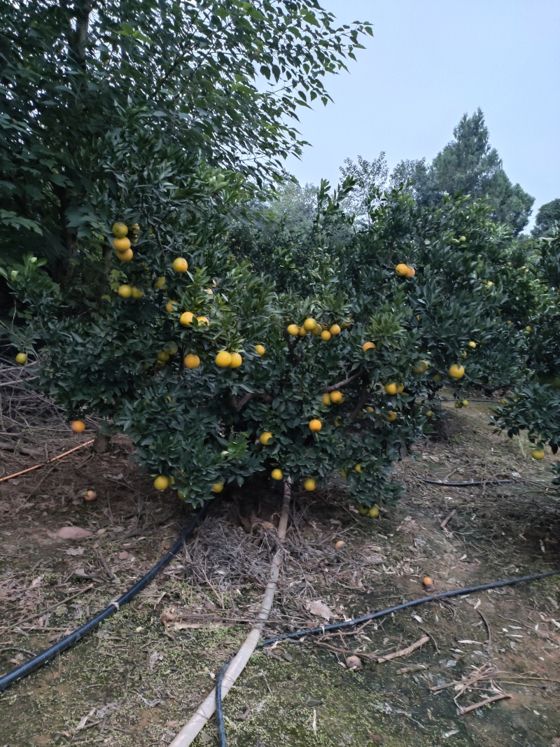 脐橙