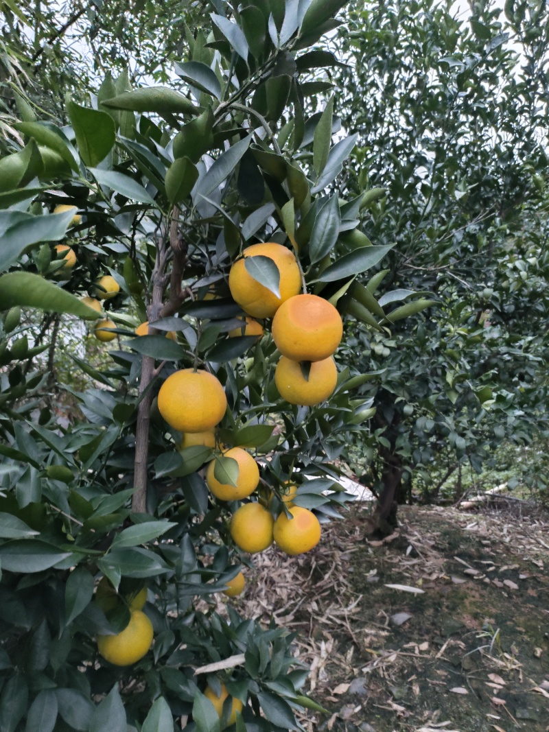 脐橙