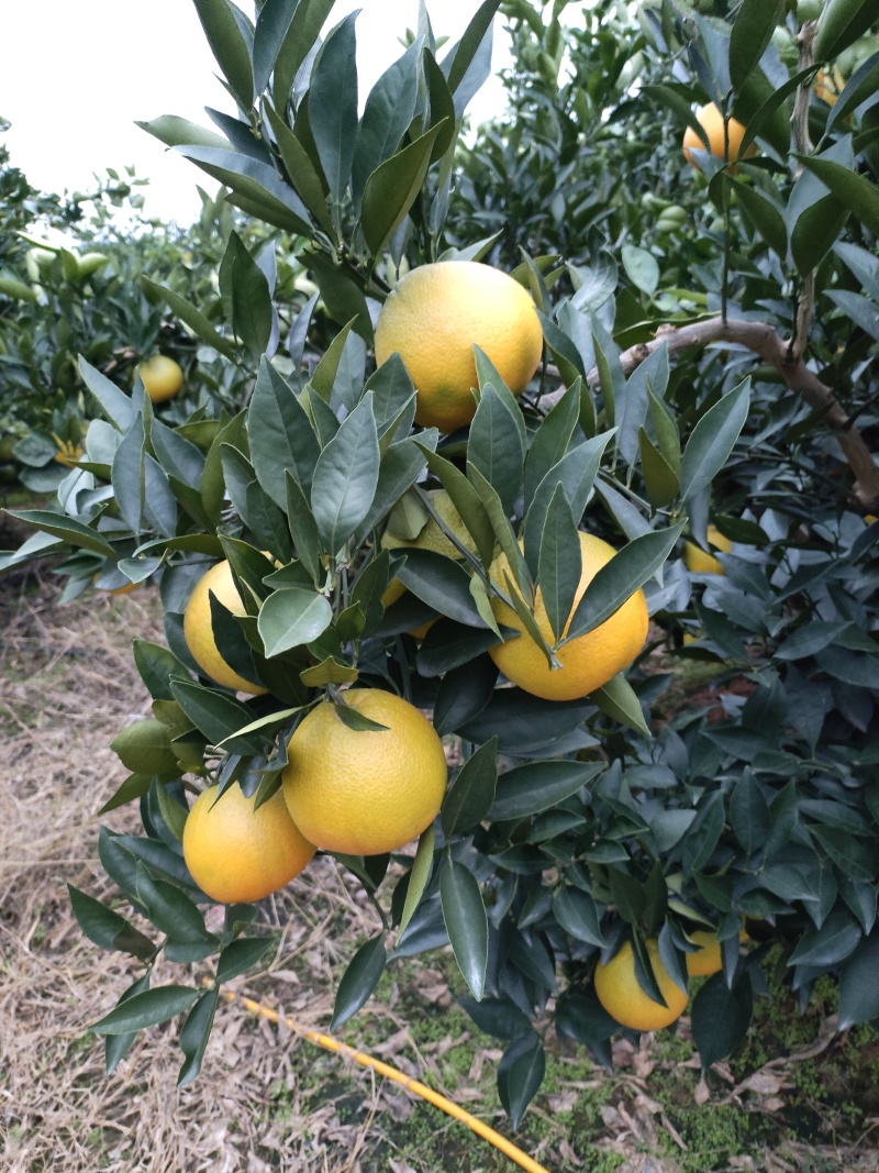 脐橙