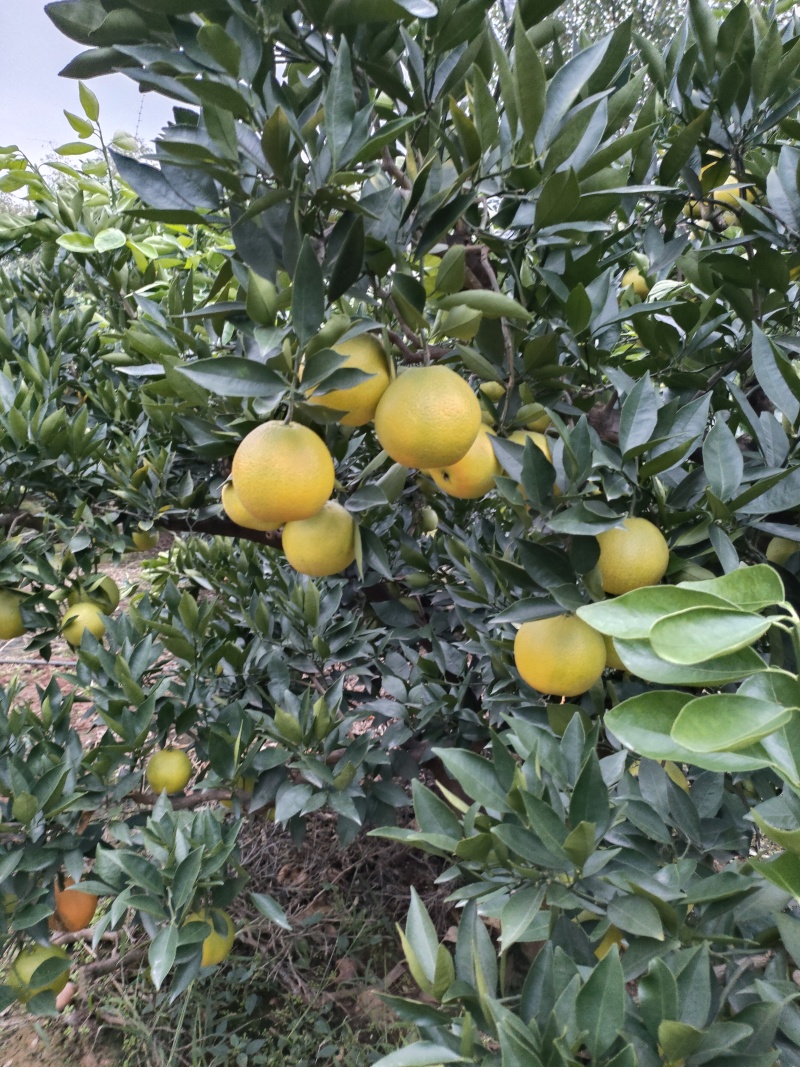 脐橙