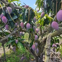 海南贵妃芒芒果产地直发大量上市对接电商商超社团平台