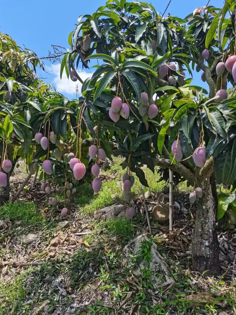 海南贵妃芒芒果产地直发大量上市对接电商商超社团平台