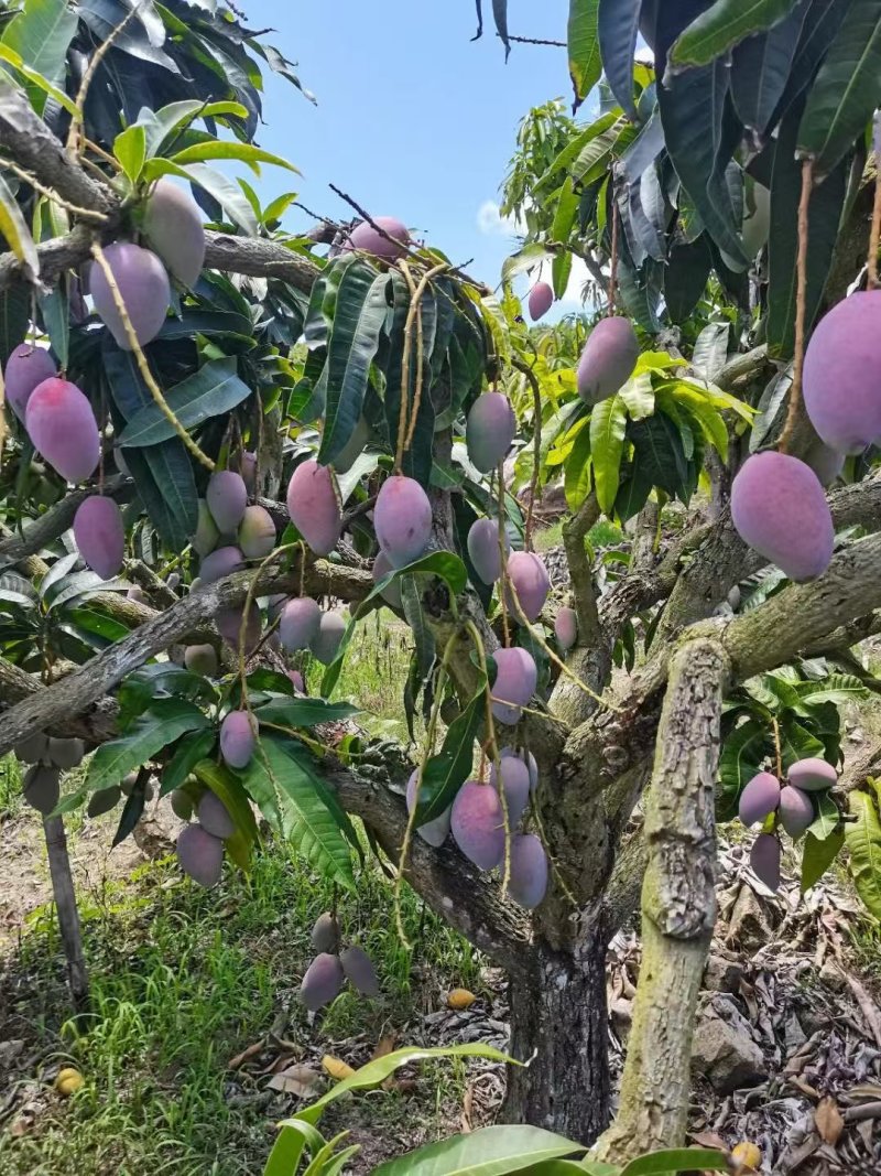 海南贵妃芒芒果产地直发大量上市对接电商商超社团平台