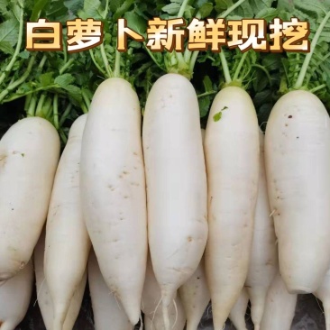 【湖北】白萝卜大量上市量大从优全国发货保质保量