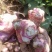 河南精品洋姜品质菊芋量大质优一手货源菊芋价格优惠