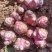 河南精品洋姜品质菊芋量大质优一手货源菊芋价格优惠