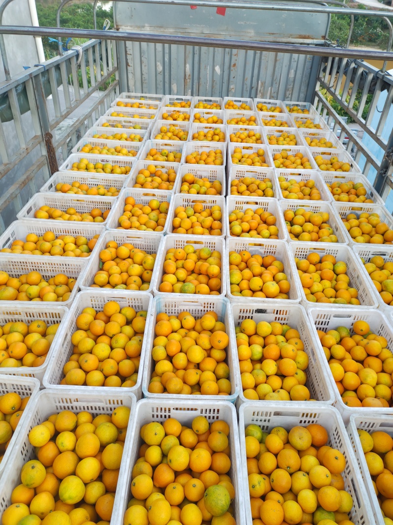 四川爱媛果冻橙现在口感已到**时候。电商果商品果