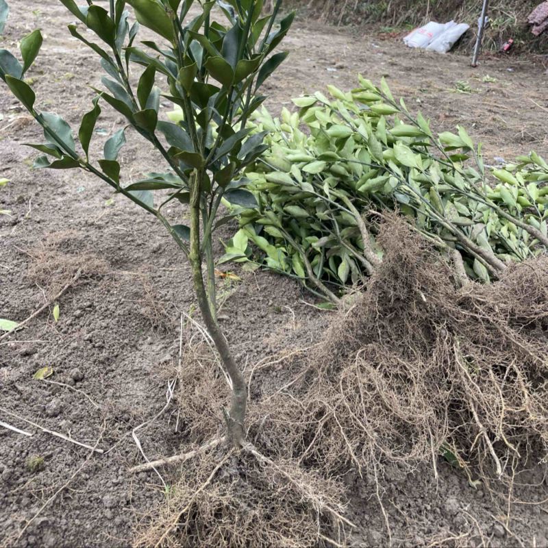 脆蜜金柑苗金桔苗滑皮金桔苗