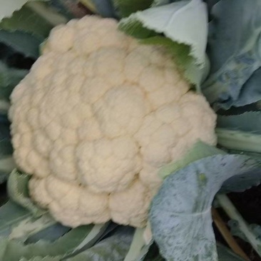 有机花菜大量上市了有需要的联系支持物流发货