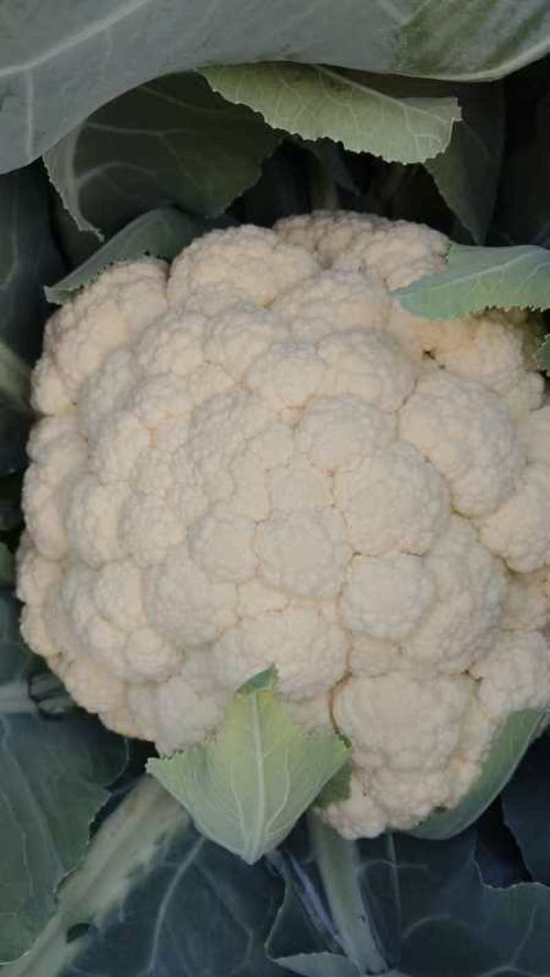 有机花菜大量上市了有需要的联系支持物流发货