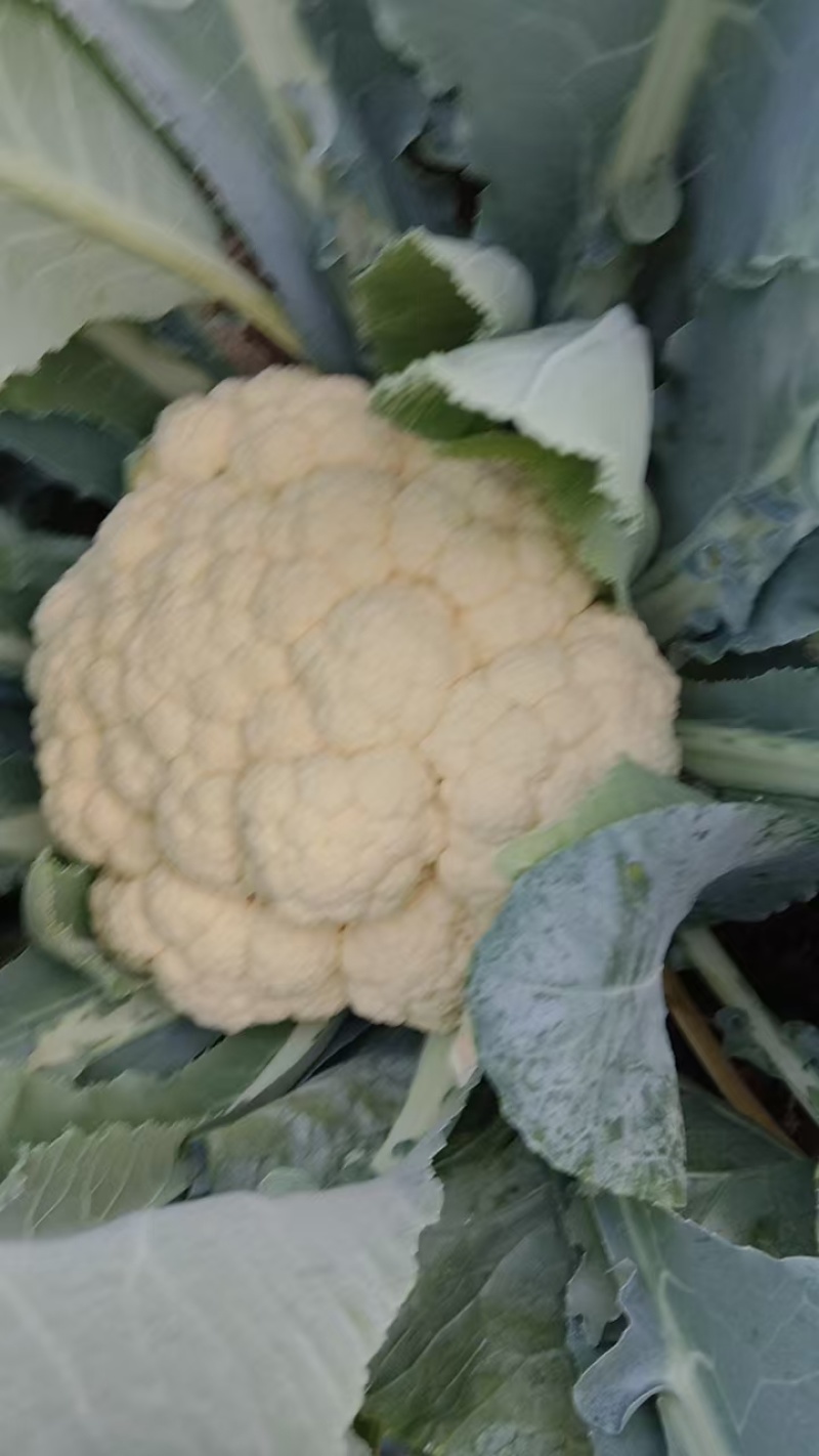 有机花菜大量上市了有需要的联系支持物流发货