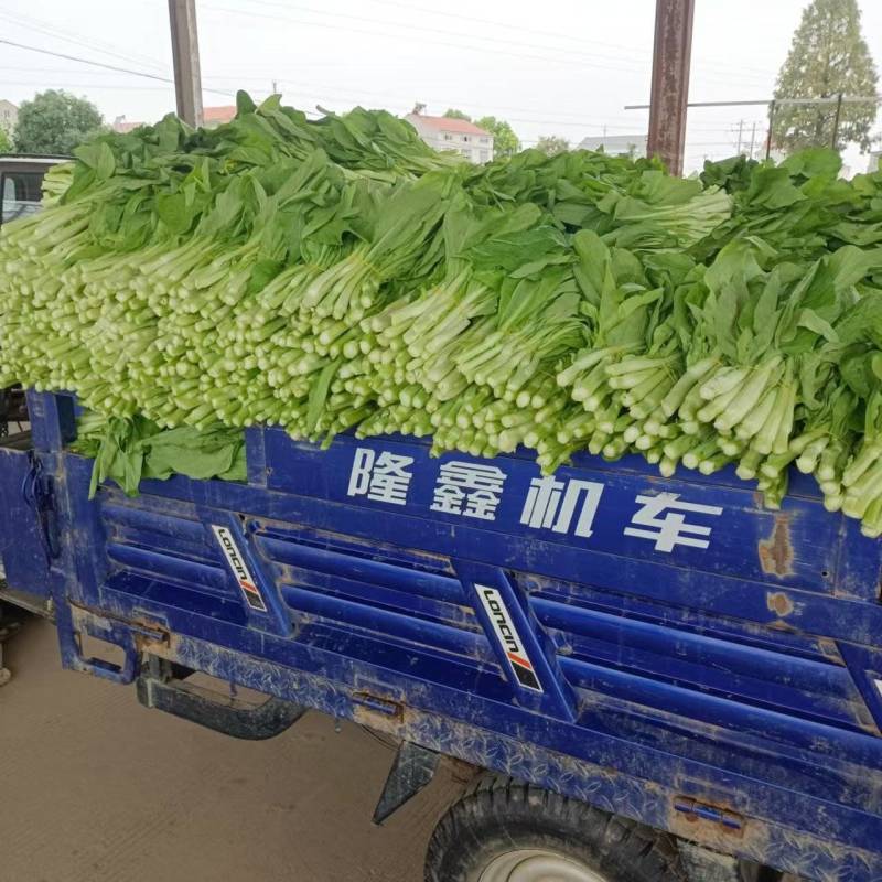 白菜苔上市