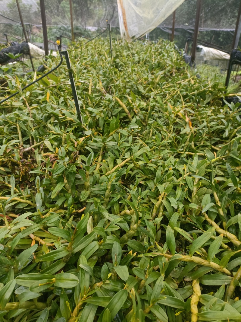 云南龙陵珍虫石斛鲜条农家自产自销量大从优