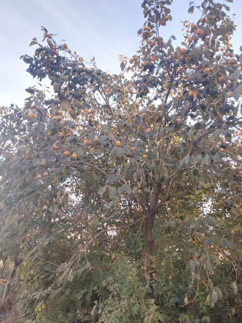 柿子树，直径18厘米左右，超低价处理