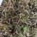 猫爪草种苗/苗子/种子