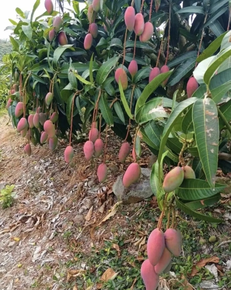 海南贵妃芒芒果产地直发大量上市对接电商商超社团平台