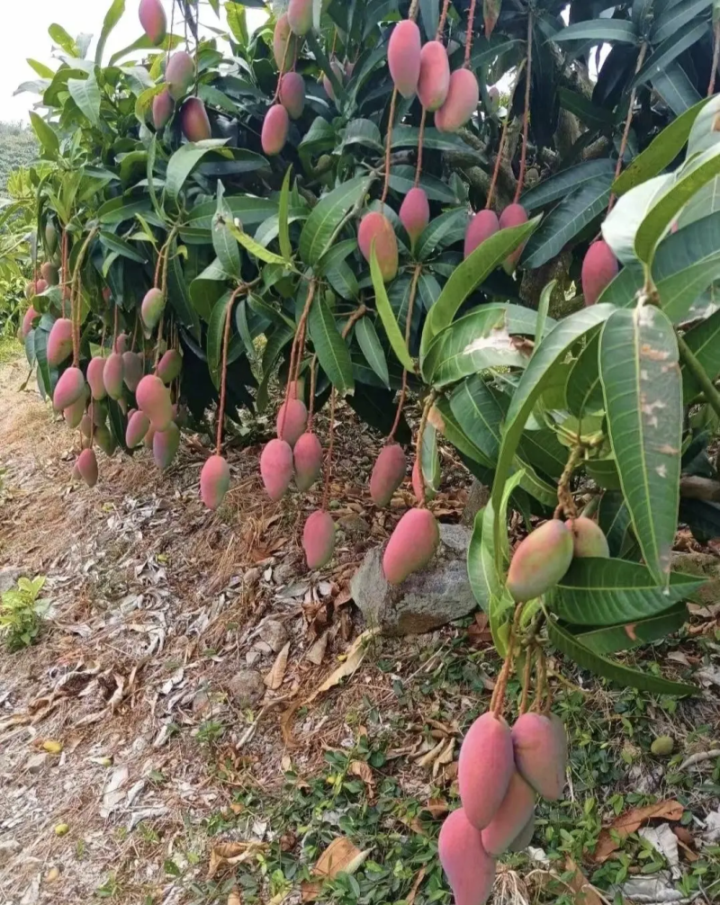 海南贵妃芒芒果产地直发大量上市对接电商商超社团平台