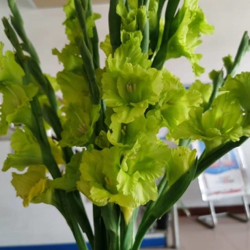 2024年唐菖蒲种球各种规格