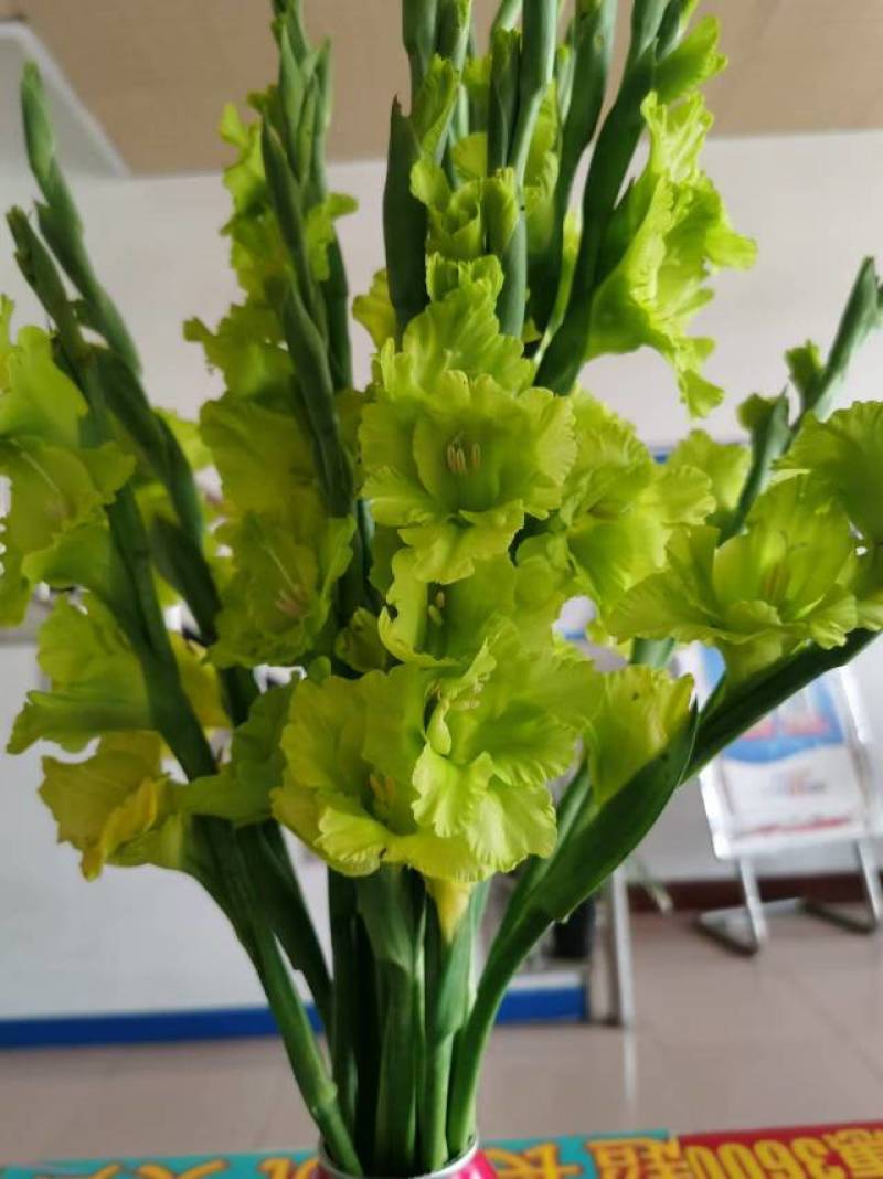 2024年唐菖蒲种球各种规格