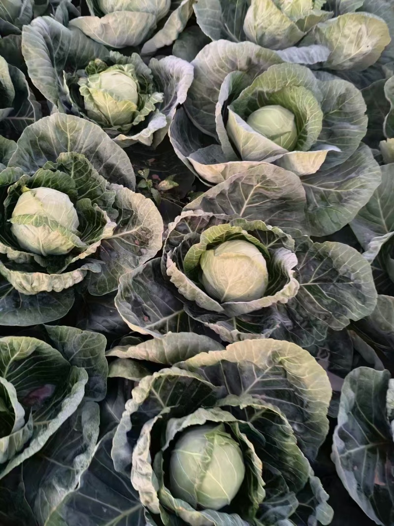 陕西甘蓝精品莲花白圆包菜货源充足量大从优全国发货