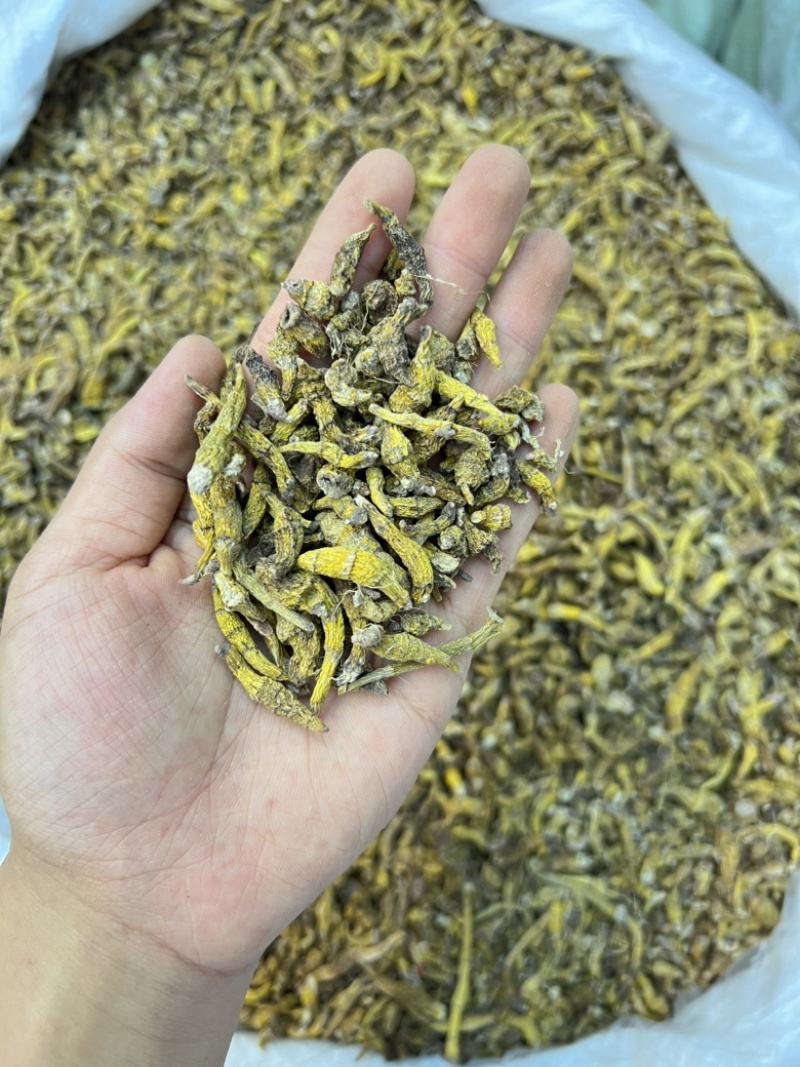 虎牙石斛，价格便宜，量大优惠，需要的老板联系我