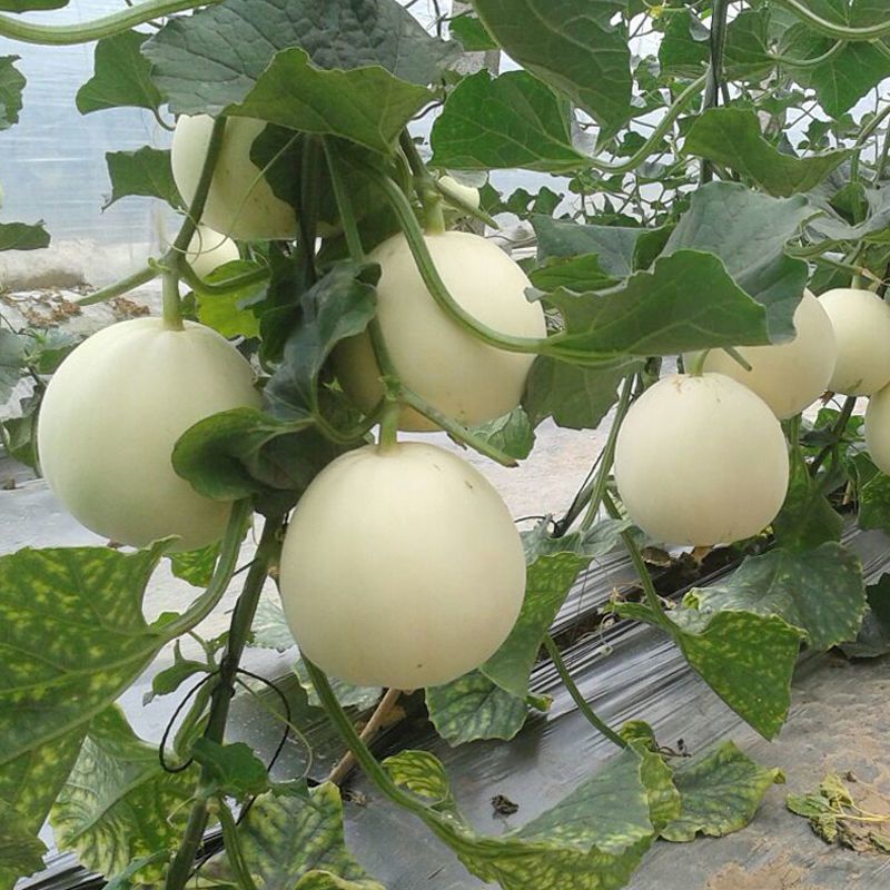 雪印明日香甜瓜种子果梨形糖分高口感佳香味浓白皮白肉香瓜