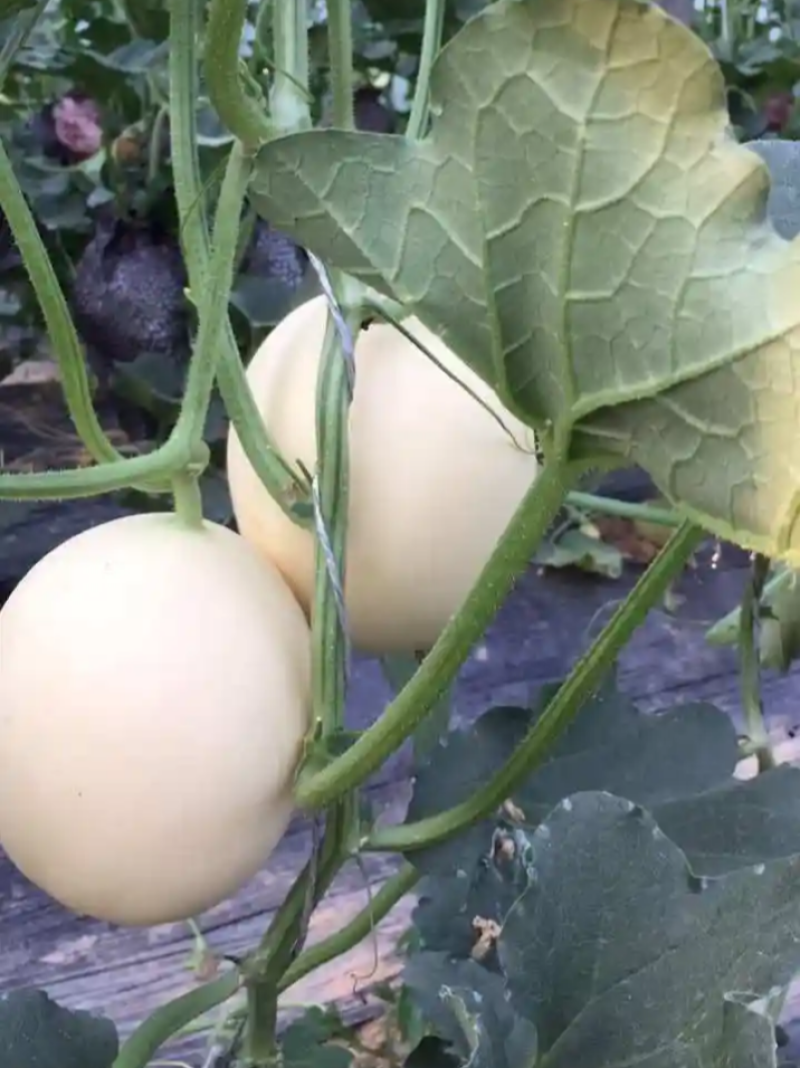 雪印明日香甜瓜种子果梨形糖分高口感佳香味浓白皮白肉香瓜