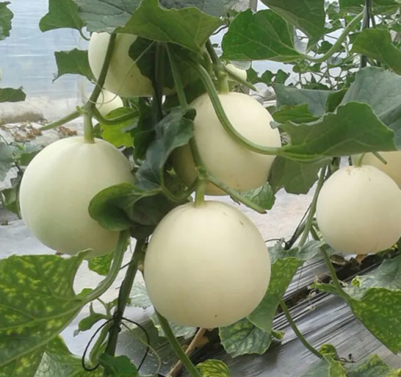 雪印明日香甜瓜种子果梨形糖分高口感佳香味浓白皮白肉香瓜