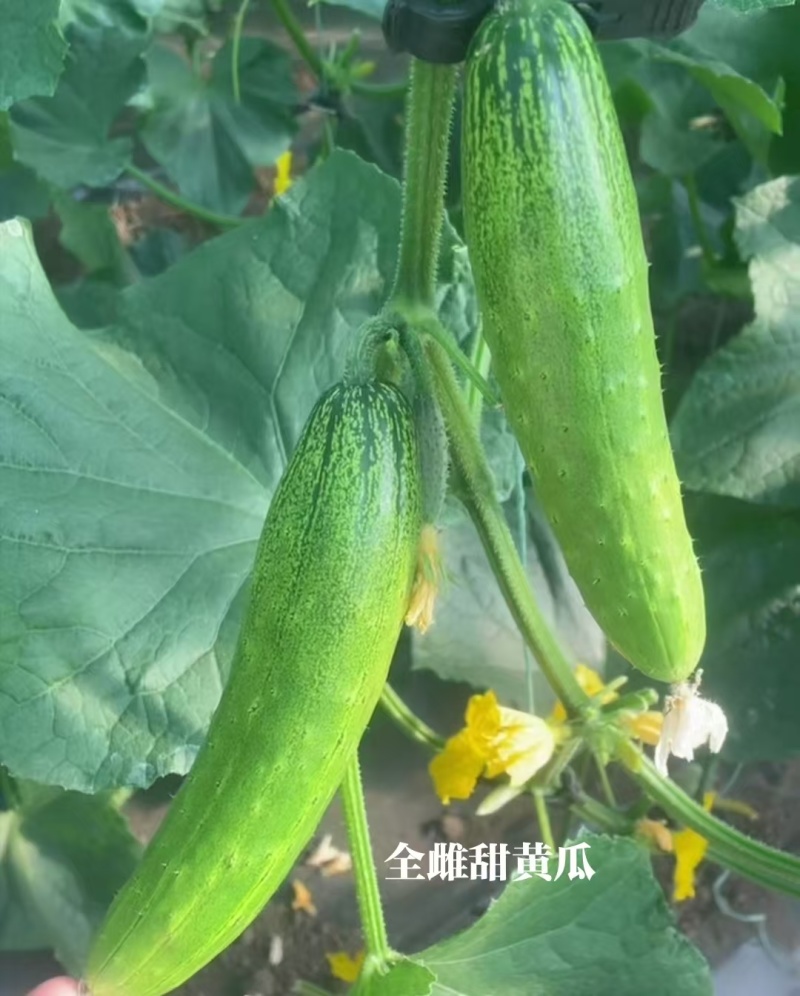 全雌甜黄瓜种子甜脆黄瓜高产种子强雌水果黄瓜种籽早熟节节瓜