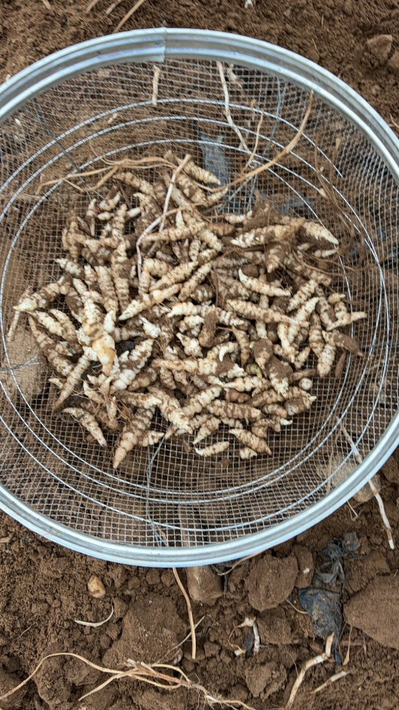 螺丝菜.地环菜.地葫芦.地溜溜