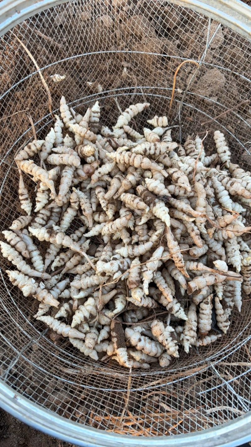 螺丝菜.地环菜.地葫芦.地溜溜
