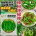 正宗樟树港椒辣椒种子香辣小羊角椒种籽优质薄皮尖椒种子盆栽