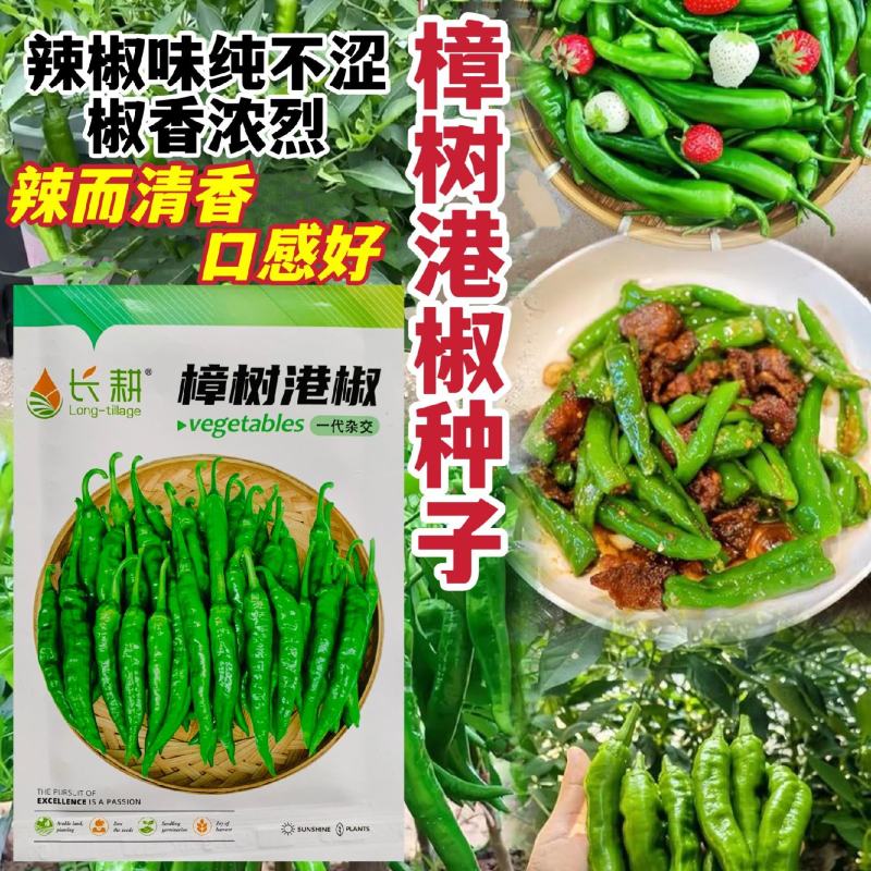 正宗樟树港椒辣椒种子香辣小羊角椒种籽优质薄皮尖椒种子盆栽