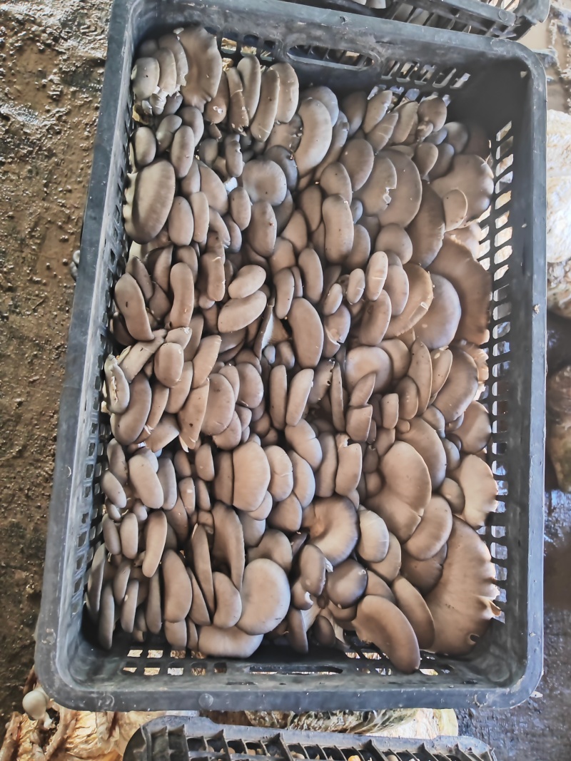 中大叶平菇特价走货