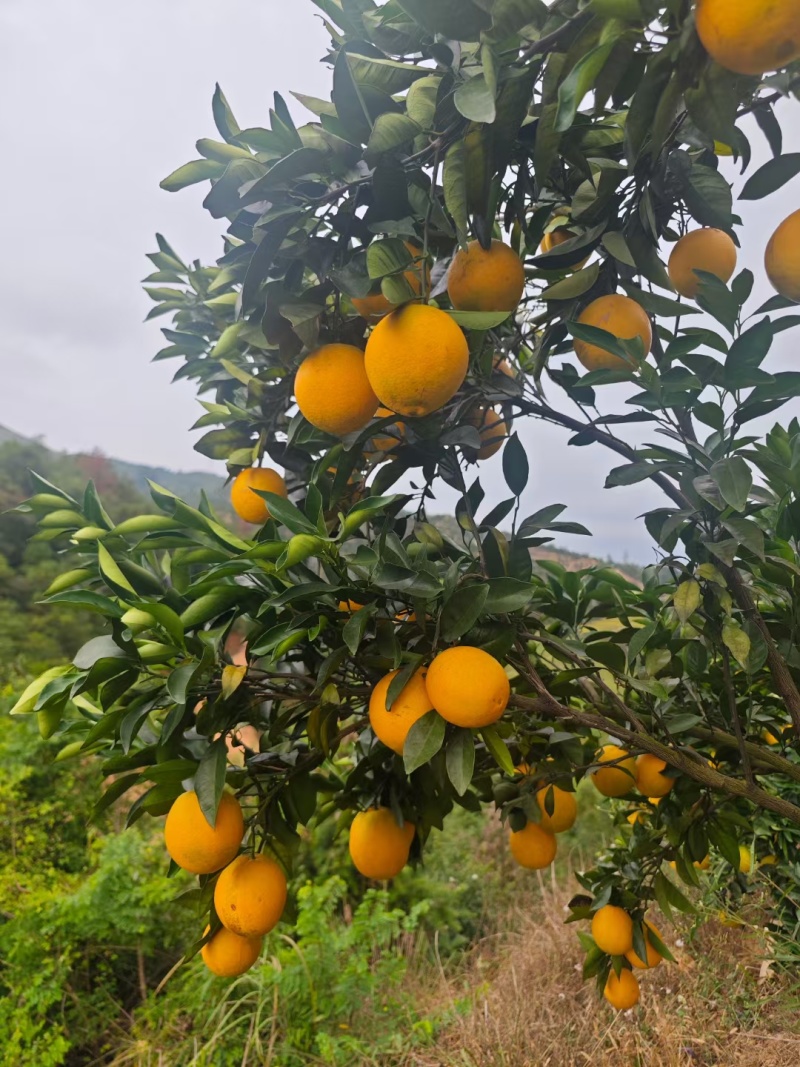 纽荷尔脐橙大量现货供应，规格齐全可视频看货代发全国