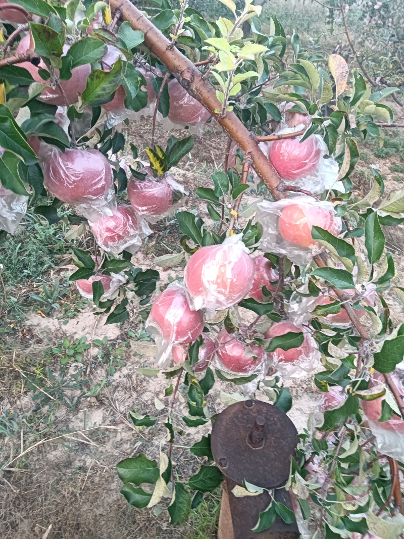 红星苹果