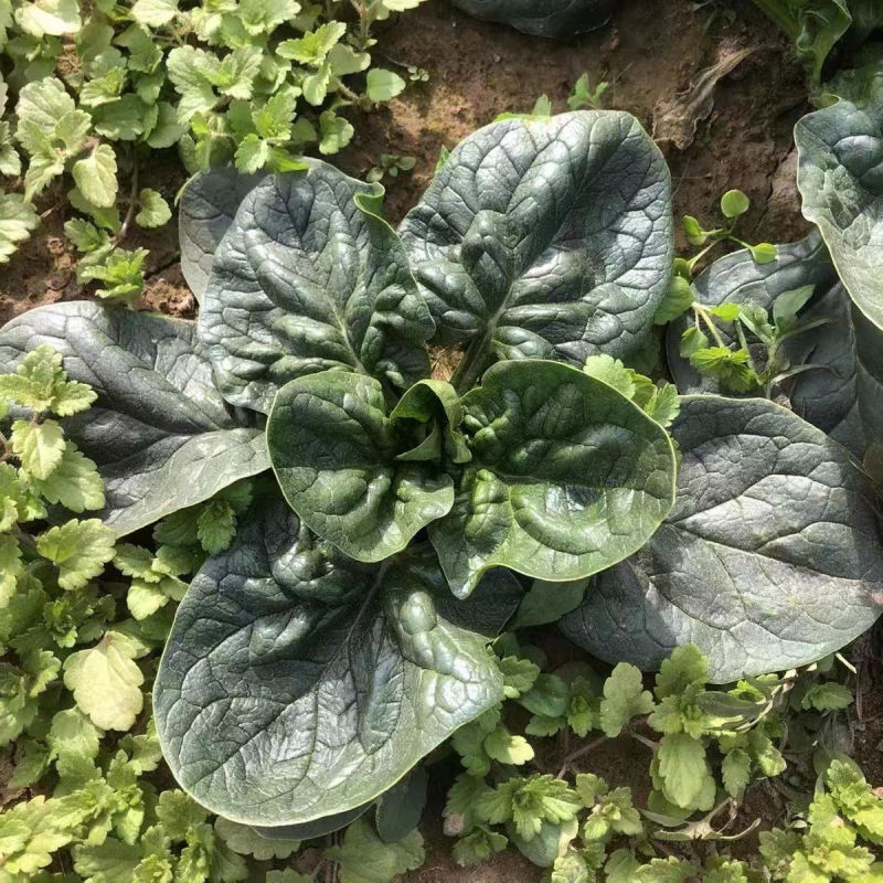 甜味猪耳朵菠菜种子大叶抗热抗病耐抽苔秋冬菠菜种籽