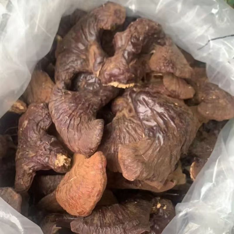 灵芝，一手货源，品质优良，诚信长期合作，欢迎电话联系