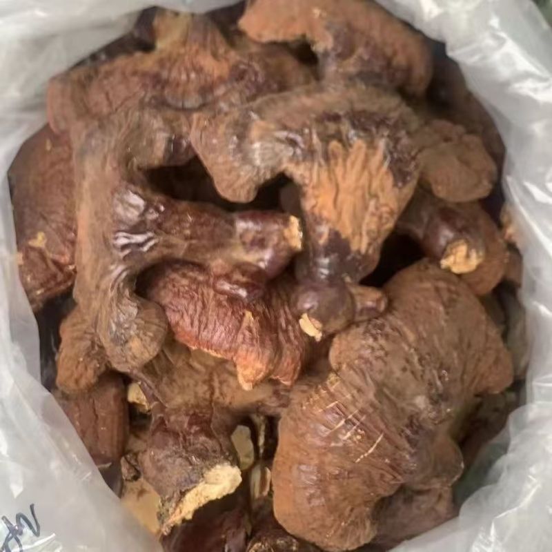 灵芝，一手货源，品质优良，诚信长期合作，欢迎电话联系