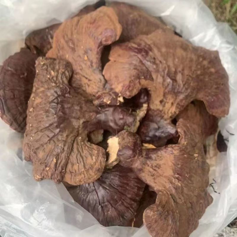 灵芝，一手货源，品质优良，诚信长期合作，欢迎电话联系